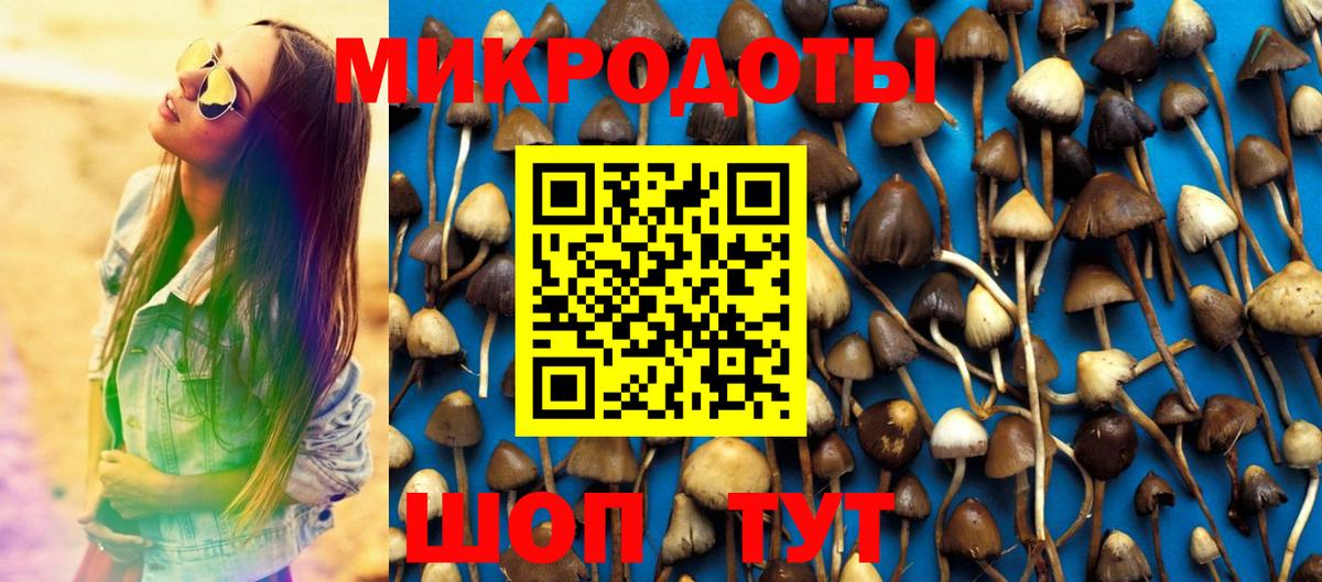 Галлюциногенные грибы Psilocybe Мичуринск